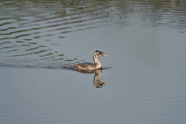 Great Crested Grebe Podiceps Chrisatus บนทะเลสาบท าแพงแฮมใน Somerset สหราชอาณาจ — ภาพถ่ายสต็อก