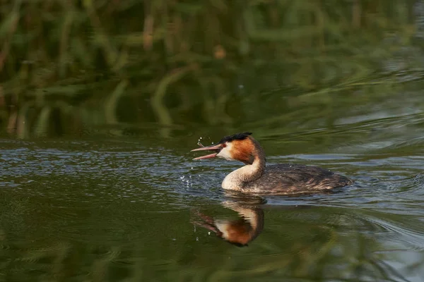 Great Crested Grebe Podiceps Cristatus Eating Recently Caught Fish While — стоковое фото