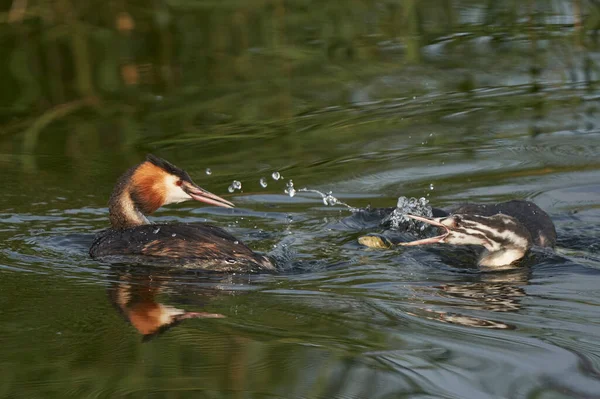 Interazione Tra Genitore Prole Great Crested Grebe Podiceps Cristatus Quando — Foto Stock