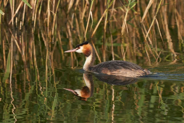 Great Crested Grebe Podiceps Cristatus Een Meer Aan Ham Wall — Stockfoto