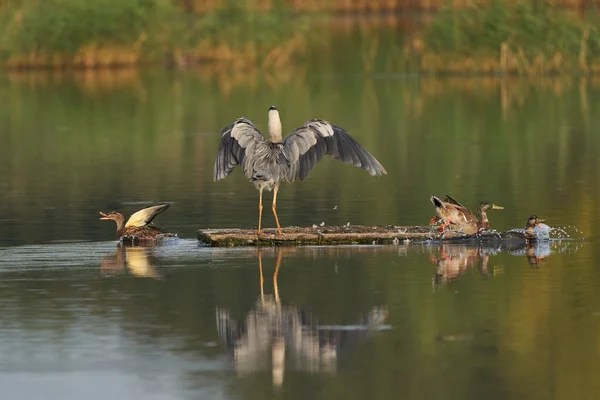 Πάπιες Διασκορπίζονται Grey Heron Ardea Cinerea Προσγειώνεται Μια Πλατφόρμα Μια — Φωτογραφία Αρχείου