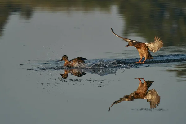 Patagonian Crested Ducks Lophonetta Specularioides Specularioides Nuotando Uno Stagno Slimbridge — Foto Stock