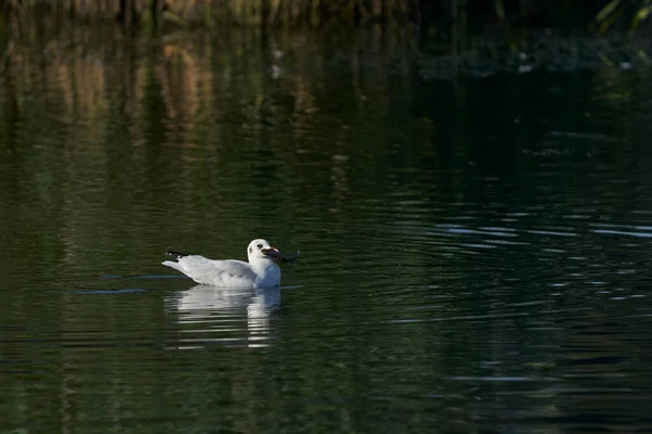 Gaviota Cabeza Negra Chroicocephalus Ridibundus Comiendo Pez Grande Que Capturado — Foto de Stock