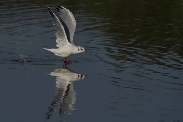 Black Headed Gull Chroicocephalus Ridibundus Taking Lake Ham Wall Nature — Stock Photo, Image