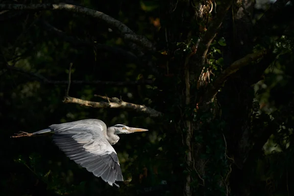 Grey Heron Ardea Cinerea Που Πετούν Παρελθόν Δάσος Στο Ham — Φωτογραφία Αρχείου