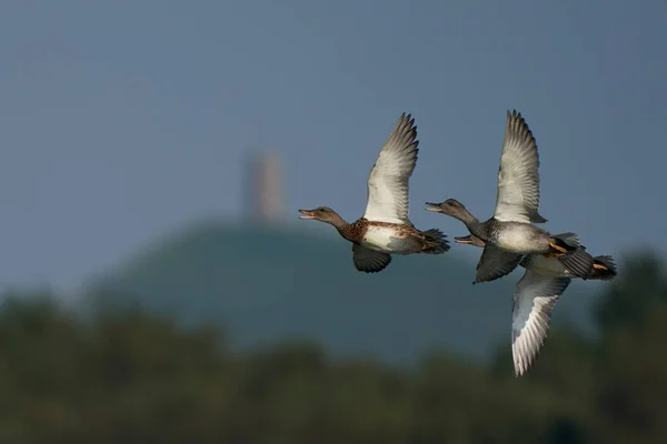 Grupul Gadwall Anas Strepera Care Zboară Formație Apropiată Timp Vin — Fotografie, imagine de stoc