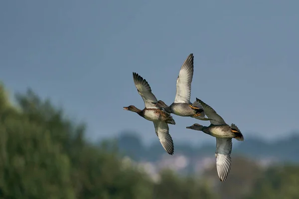 Group Gadwall Anas Strepera Flying Close Formation Come Land Ham — Stock Photo, Image