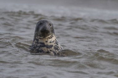 Grey Seal (Halichoerus grypus) in the surf off the coast of Lincolnshire in England, United Kingdom clipart