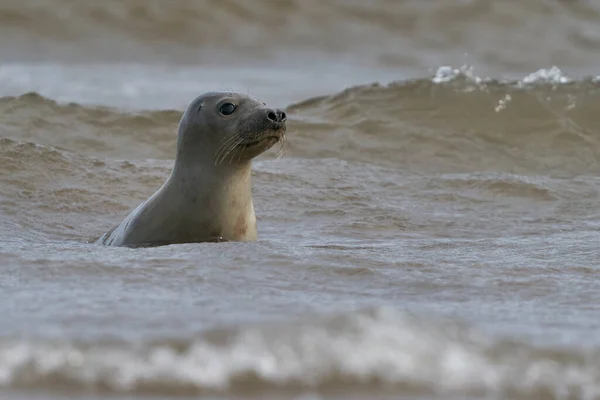 Grey Seal Halichoerus Grypus Στα Ανοικτά Των Ακτών Του Lincolnshire — Φωτογραφία Αρχείου