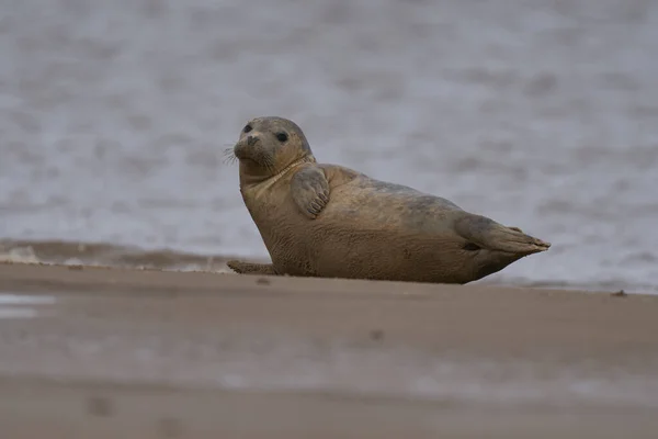 Grey Seal Halichoerus Grypus Sandbank Coast Lincolnshire England United Kingdom — Stock Photo, Image