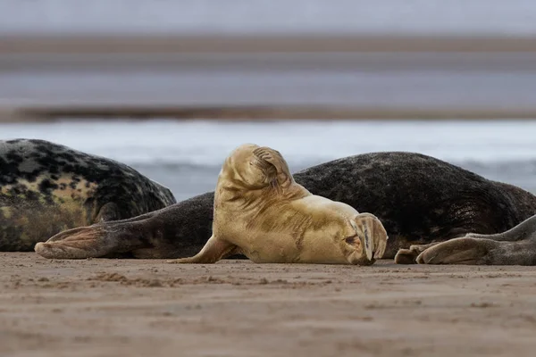 Kegelrobbe Halichoerus Grypus Auf Einer Sandbank Vor Der Küste Von — Stockfoto