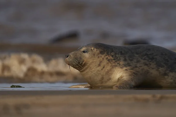 Grey Seal Halichoerus Grypus Banco Areia Largo Costa Lincolnshire Inglaterra — Fotografia de Stock