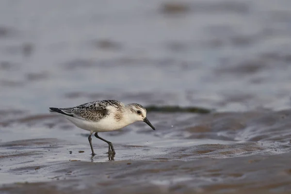 แซนเดอร Calidris Alba นอาหารตามแนวน าบนชายฝ นคอล นเช ในอ งกฤษ สหราชอาณาจ — ภาพถ่ายสต็อก