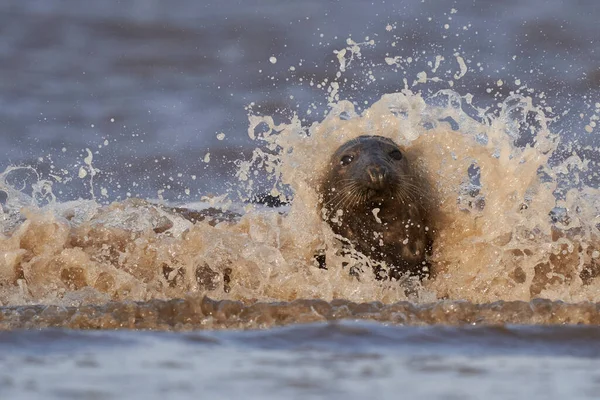 Grey Seal Halichoerus Grypus Příboji Pobřeží Lincolnshire Anglii Velká Británie — Stock fotografie