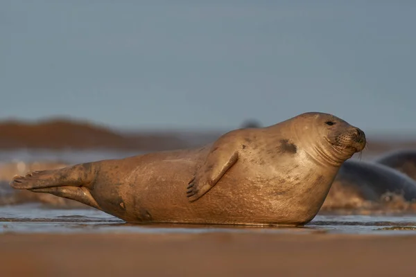 Grey Seal Halichoerus Grypus Piaskownicy Wybrzeży Lincolnshire Anglii Wielka Brytania — Zdjęcie stockowe