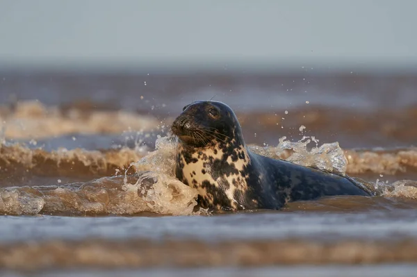 Phoque Gris Halichoerus Grypus Dans Surf Large Des Côtes Lincolnshire — Photo