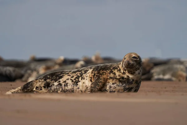 Grey Seal Halichoerus Grypus Αμμόλοφο Στα Ανοικτά Των Ακτών Του — Φωτογραφία Αρχείου