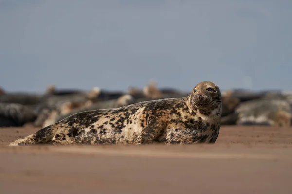 Grey Seal Halichoerus Grypus Angliai Lincolnshire Partjainál Lévő Homokparton — Stock Fotó