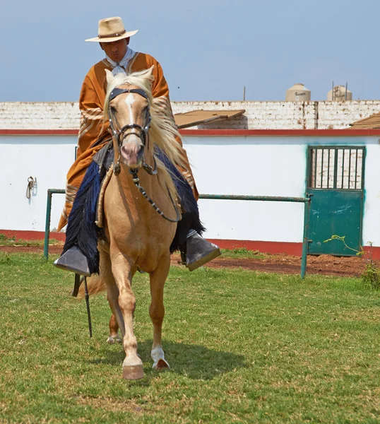 Paso Cavalo e cavaleiro — Fotografia de Stock