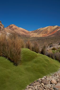 Green Plants in the Atacama Desert clipart
