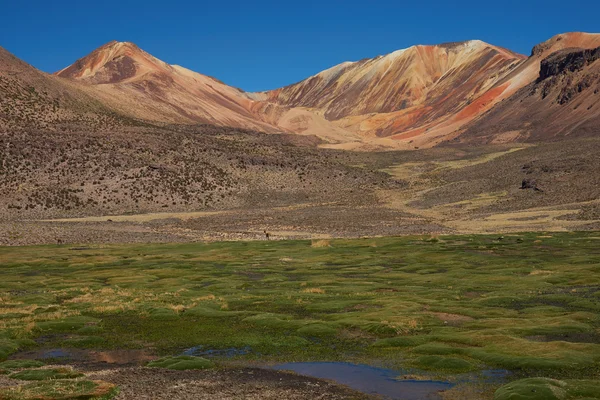 Mokradła w Atacama — Zdjęcie stockowe