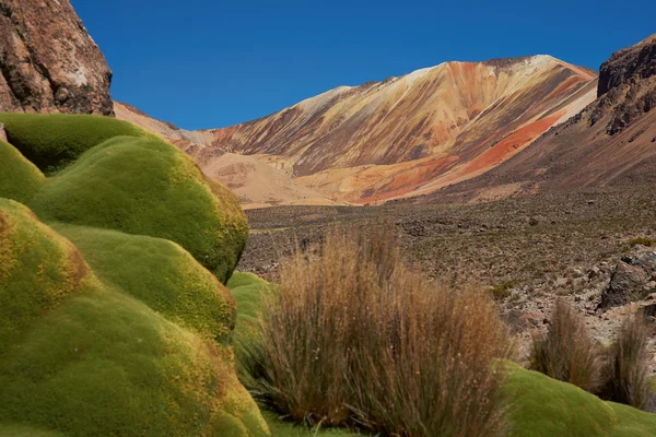 Plantas verdes en el desierto de Atacama — Foto de Stock