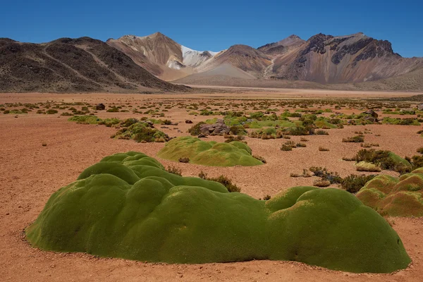 Kussen planten in de Atacama — Stockfoto