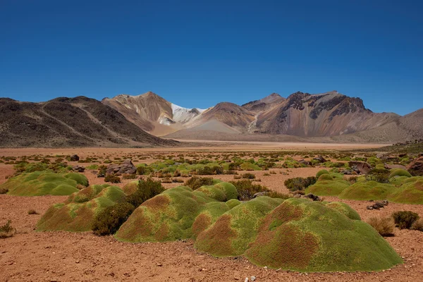Plantas de Almofada no Atacama — Fotografia de Stock
