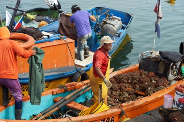 Fishermen Unloading Pyura Chilensis clipart