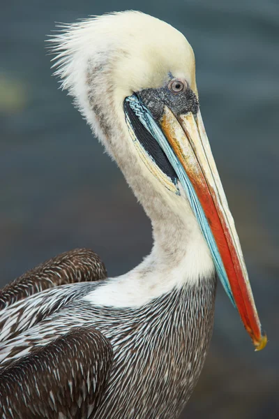 Pelican peruviano — Foto Stock