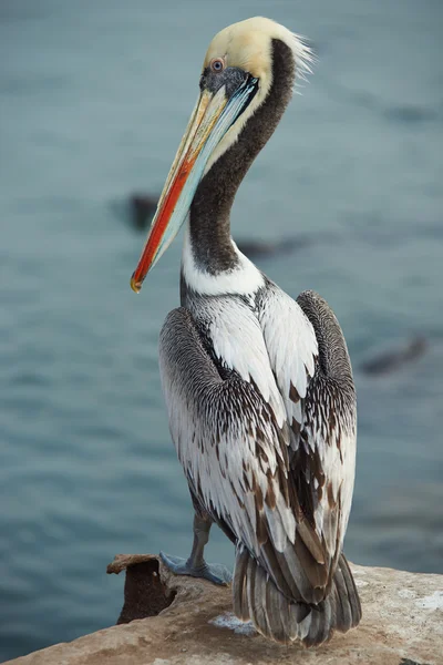 Peruanska pelican — Stockfoto