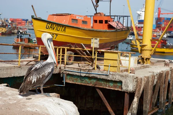 Peruaanse pelikaan — Stockfoto