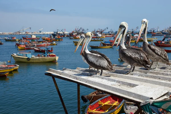 Pelicanii peruani din Arica — Fotografie, imagine de stoc