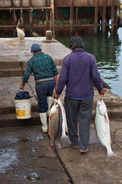 Taze Corvina balık yakaladı