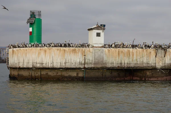 Sea Birds on the Quayside — Stock Photo, Image