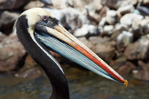 Pelican peruviano — Foto Stock