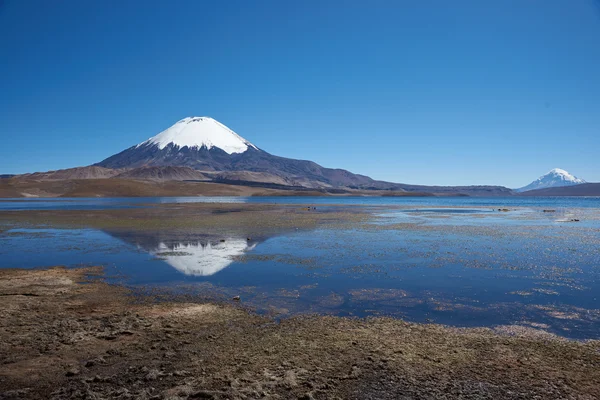 Parinacota wulkan — Zdjęcie stockowe