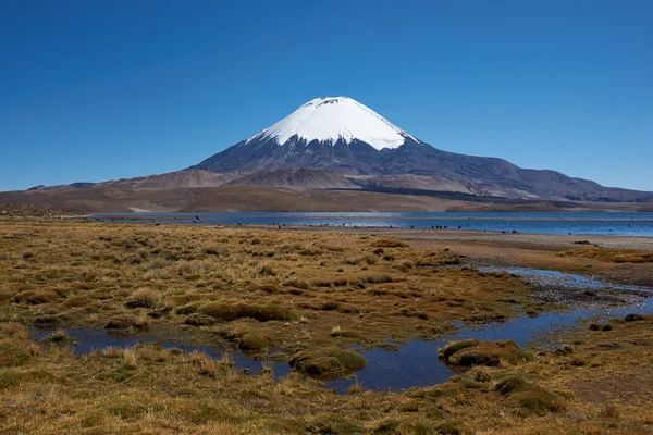 Ηφαίστειο parinacota — Φωτογραφία Αρχείου