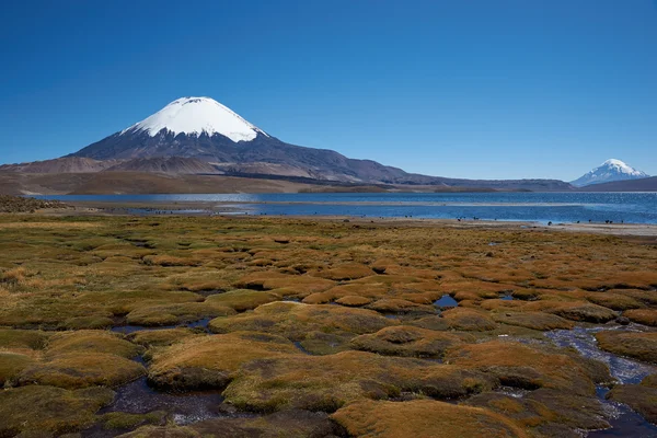 Parinacota wulkan — Zdjęcie stockowe