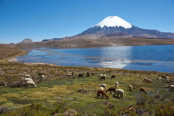 Altiplano — Stock fotografie
