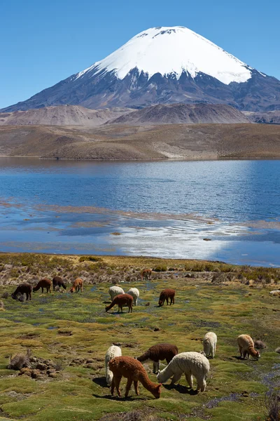Altiplano — Foto de Stock