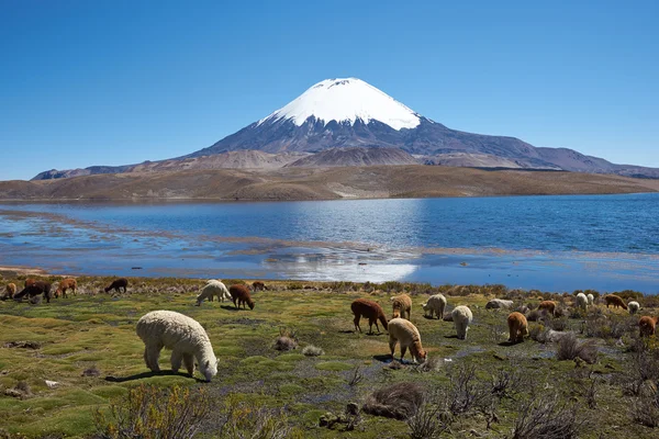 Altiplano — Stock Photo, Image