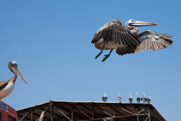 Peruanska Pelican under flygning — Stockfoto