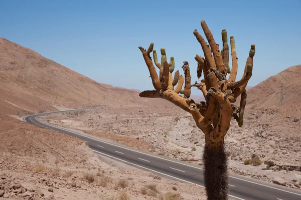 Kandelaber Cactus — Stockfoto