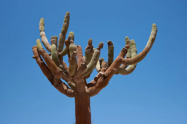 Candelabro Cactus —  Fotos de Stock