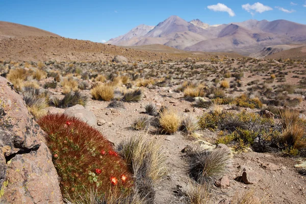 Bloeiende cactus — Stockfoto