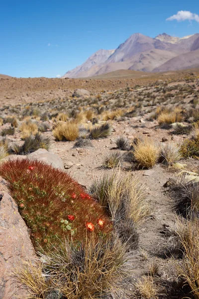 Flowering Cactus — Stock Photo, Image