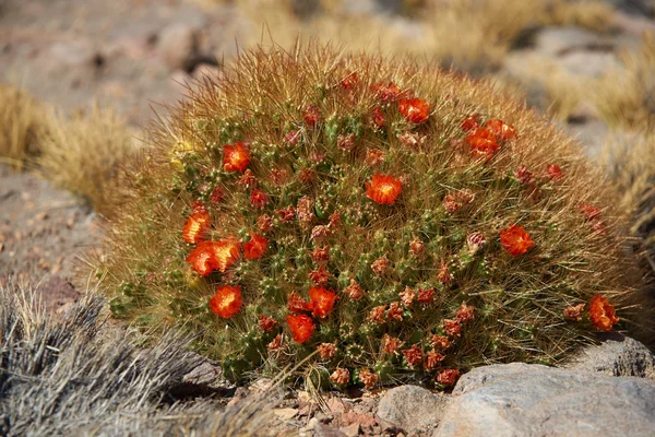 Cactus floreciente — Foto de Stock