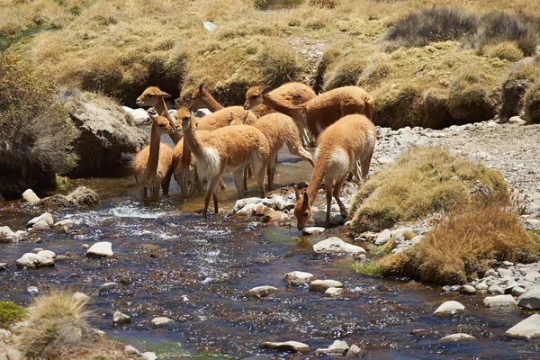Vicuna in Water — Stock Photo, Image