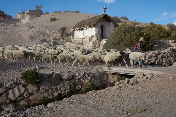 Shepherd at Work — Stock Photo, Image